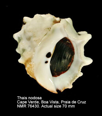 Thais nodosa (4).jpg - Thais nodosa(Linnaeus,1758)